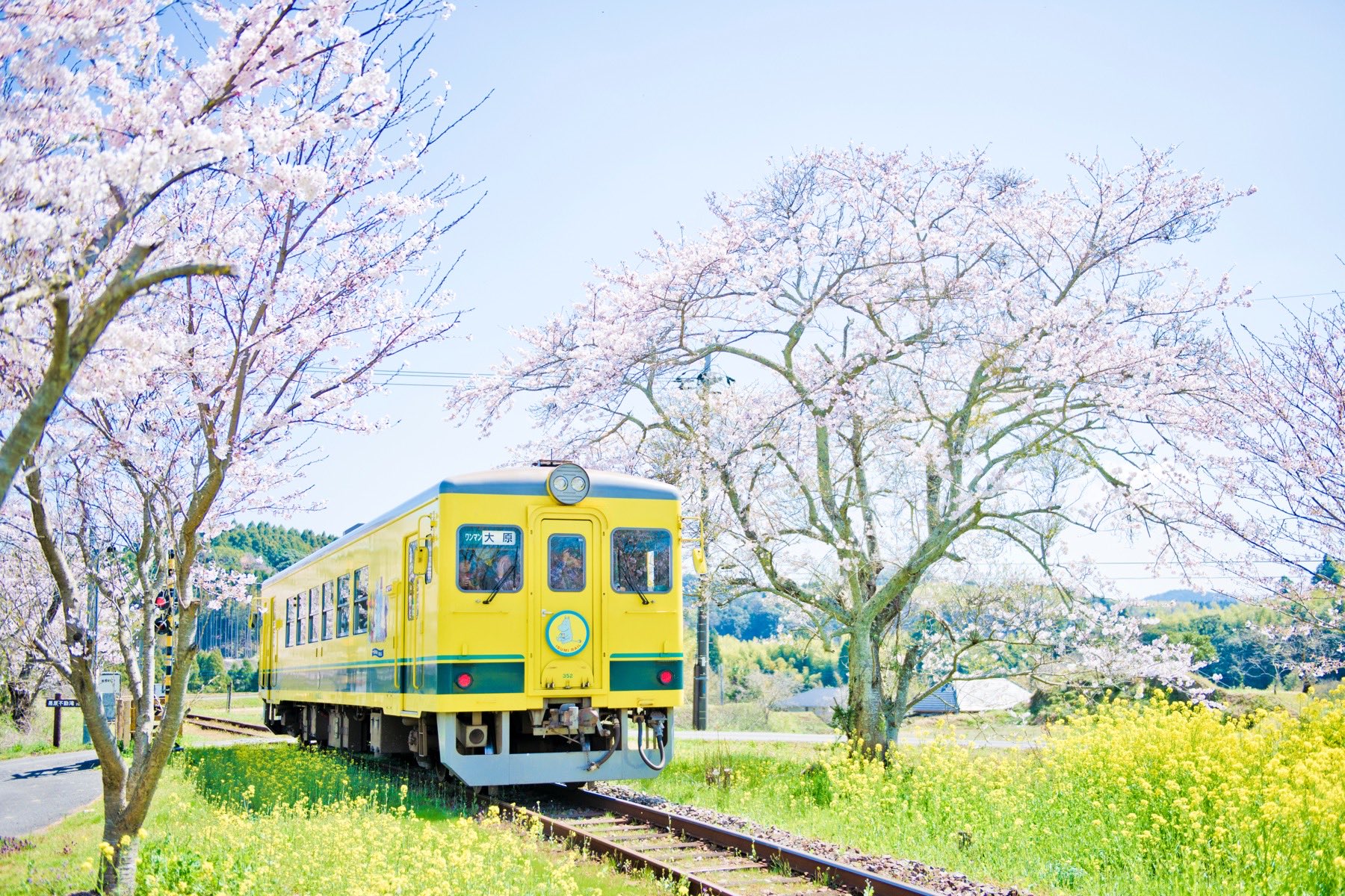 千葉の春の風景｜菜の花と桜の中を走るローカル鉄道。千葉県全域のホームページ制作に対応