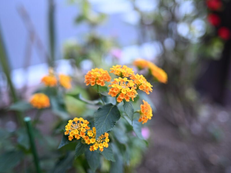 zeirishi-san-kabeuchi