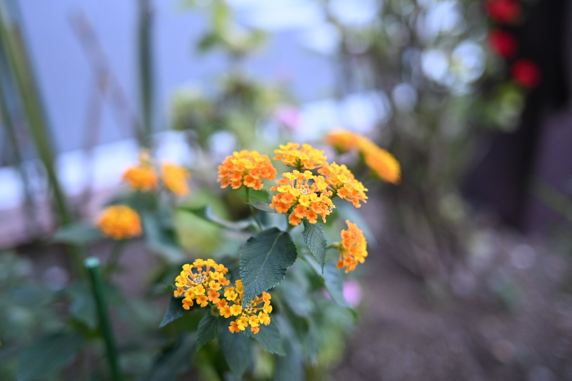 zeirishi-san-kabeuchi